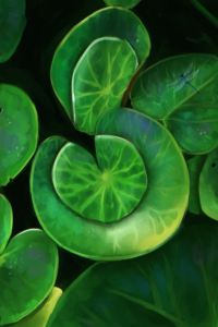 A lilypad pond, topd down. Digitally Painted.